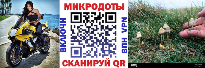 где продают Стародуб Псилоцибиновые грибы мицелий