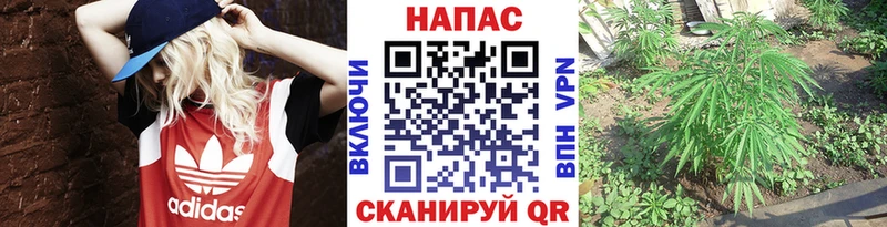 МАРИХУАНА гибрид  купить   Стародуб 